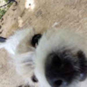 Meet your Posher, Betsy